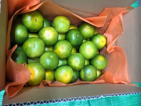 9/14～10日間限定！残暑においしい！極早生みかん 朝採れ出荷 5kg(55±5個 or 75±5個)