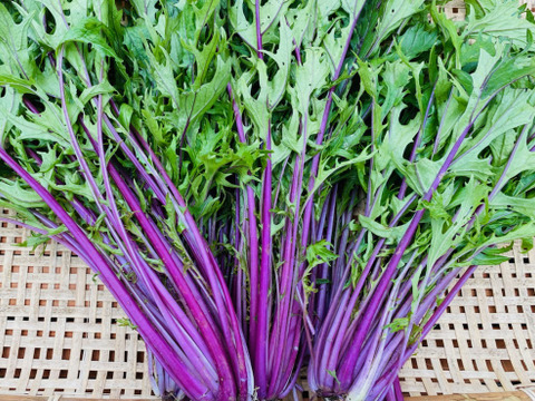 【期間限定】カラダ喜ぶ『Mサイズ冬のカラフル野菜セット8品目』