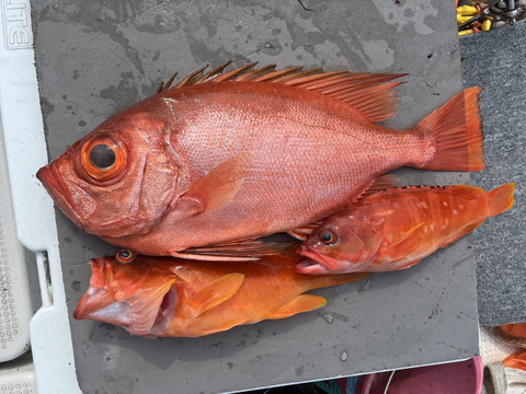 明日朝まで限定！捕れたて！チカメキントキ・アカハタ 約3kg 長崎県対馬市(内臓・鱗処理済)