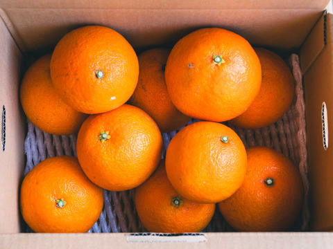 プルップルのゼリー食感【EHIME UWAJIMA〈コル’マドンナ〉】 -Aセレクション（家庭用）-約2.4kg×2箱（合計4.8kg）