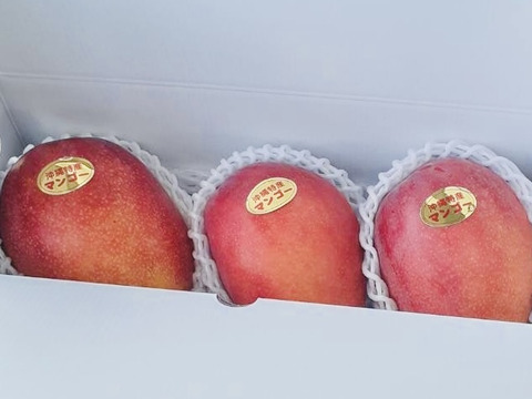 【マンゴーの日セール 7/10-7/15】家庭用マンゴー(約１Kg／３玉)