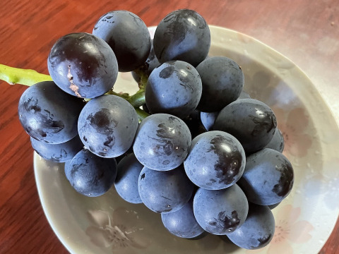 【農薬節約栽培】巨峰、シャインマスカット(種なし) １キロ箱