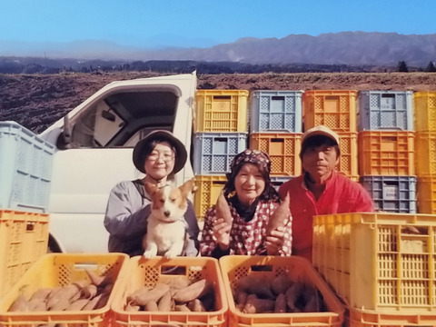 みーちゃん 農家さん違い食べ比べ♪♪ 紅はるか切り落とし 3セット ねっとり極甘(紅はるか)土付き5㎏～：静岡県産のべにはるか