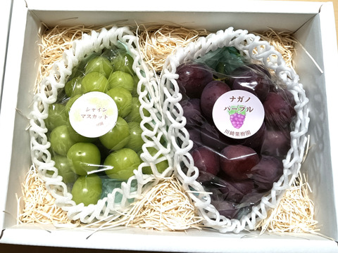 💫彩り鮮やかぶどう2房《シャインマスカット&ナガノパープル》《季節のギフトに最適》【高級化粧箱入り·計1,1kg程】【北九州市ふるさと納税返礼品にも出品中】