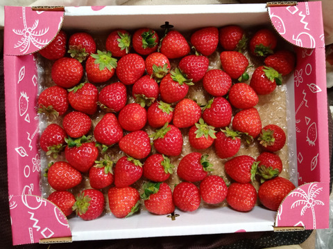 【訳あり！】あまりん大容量６５０ｇ以上