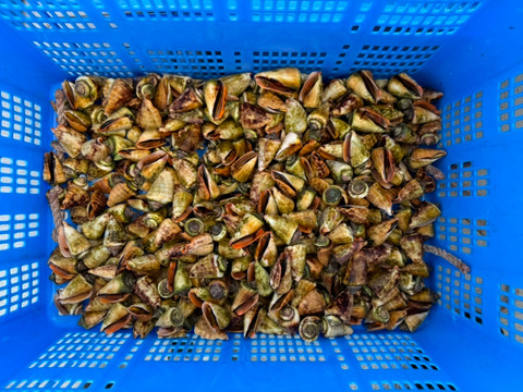 鹿児島県産天然チャンバラ貝（マガキ貝） 2kg
