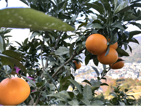 希少品種！愛媛県産『やみつきプリンセス』（ご家庭用・3kg）