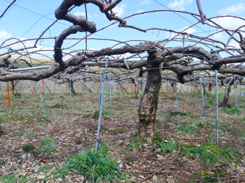 【酸味少なめでちょうど良い甘さ！】冷蔵貯蔵の貯蔵キウイ 除草剤不使用で40年木から収穫した扁平ヘイワードキウイ（2kg・冷蔵便）