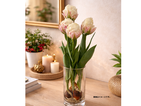 【限定10個】球根付きチューリップ　”アイスクリーム3本※北海道・沖縄県配送不可※