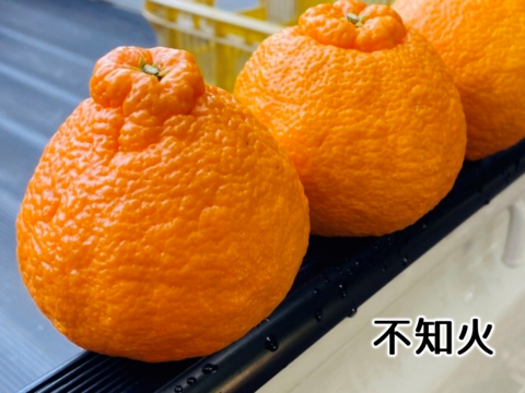 仲屋の柑橘○種 食べ比べセット 2kg 仲屋 海瀬農園 バラエティ