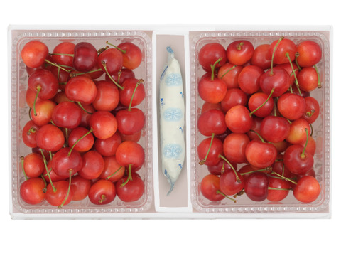 佐藤錦1kｇ【予約販売】北海道・芦別産【大橋さくらんぼ園】