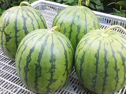 農家直送　特大大玉2玉 ミニ2玉 糖度は十分あります 2025年先行受付》【高糖度約12度】山形産スイカ 訳あり 大玉2玉