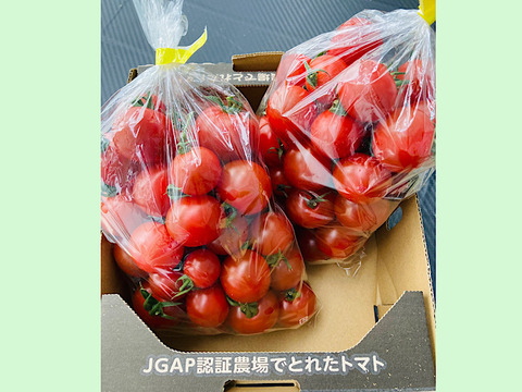 ポットファクトリー産のミニトマト千果1K×2袋