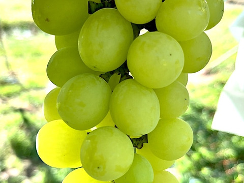 【売り切れ】 【限定200セット】ぶどう食べ比べ便　第3弾（食べチョク公式）