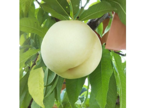 岡山白桃シリーズ随一の高糖度！【川中島白桃・白皇】（ご家庭用・約2kg）