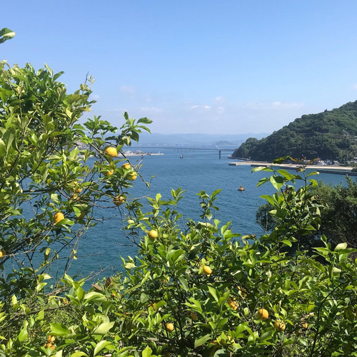 新鮮注文後収穫　レモン10キロ