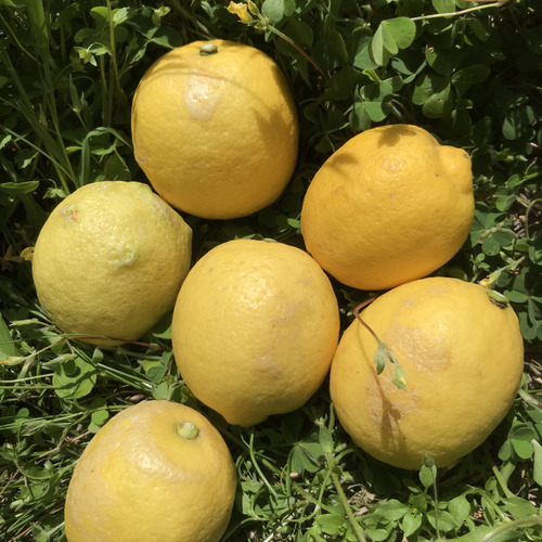 【B級品・1kg】瀬戸田産レモン