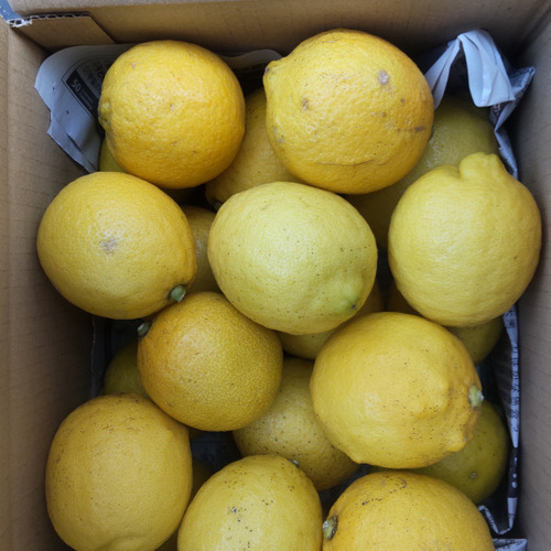 激安広島県産レモン🍋防腐剤不使用　皮ごと使える 訳あり品  10ｋｇ