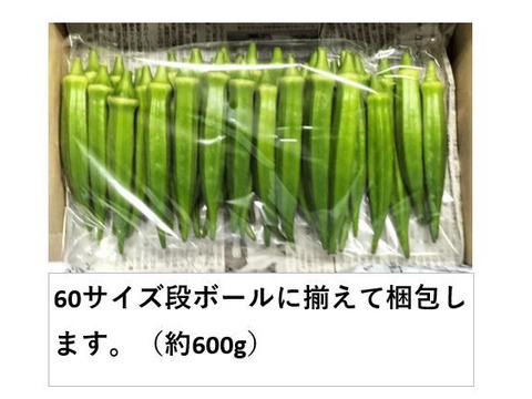オクラ 柔らかトロうま！口の中で弾けるプチプチの種！＜40本/約500g＞