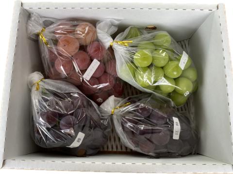 いろいろ食べられる！おまかせミックスぶどう『福島のブドウ』2kg（3~5房）【贈答用】
