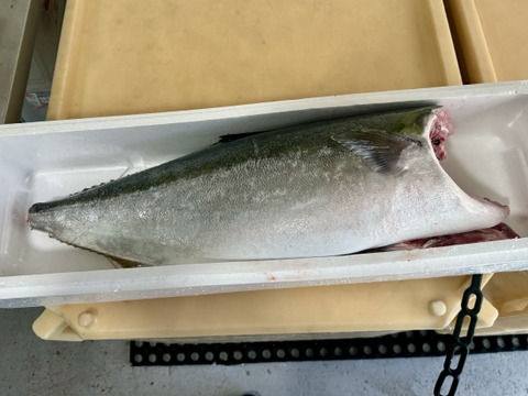 【知床らうす直送】ブリ ドレス(頭、尾を切断、内臓処理) 神経締め