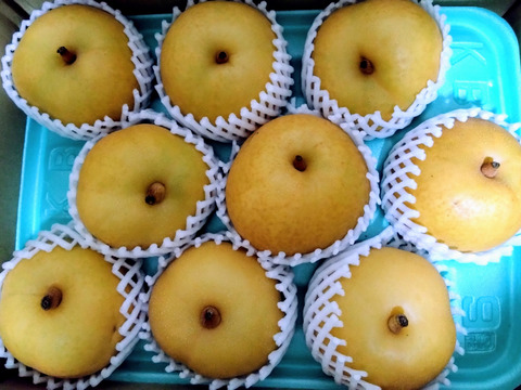 【訳あり】濃厚な美味しさの新潟限定梨！「新美月」約3kg【数量限定】