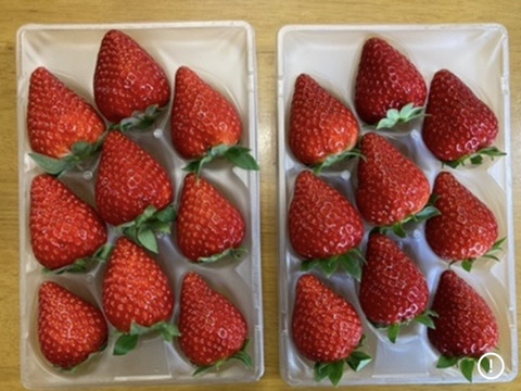 🏆全国いちご選手権銅賞　濃厚な品のある甘み　古都華　270g×2パック いちご　奈良県　ことか　橋本農園　【いちご】