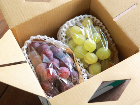 【9/21-30：2房】旬のぶどう詰め合わせセット（品種おまかせ／約0.8kg）