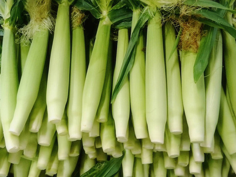 （予約）こりこり食感！？ひげ付きヤングコーン３０本入り