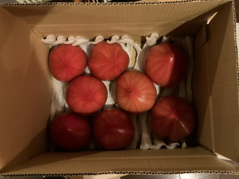 【完熟】あいちの伝統野菜『ファーストトマト』小箱約1kg