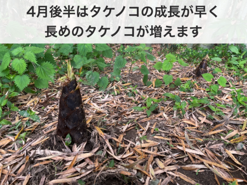 【４月限定！朝どれ】孟宗竹たけのこ２kg