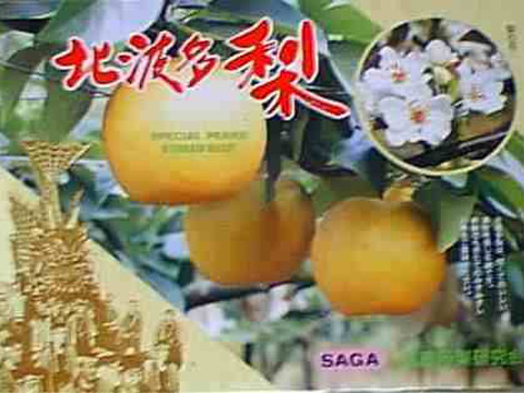 秋が始まる！！ 二代目　川添果樹園のBIG梨☆愛宕梨