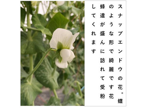 イチゴとスナップのセット＜いちご/１パック＋スナップ/約700g＞