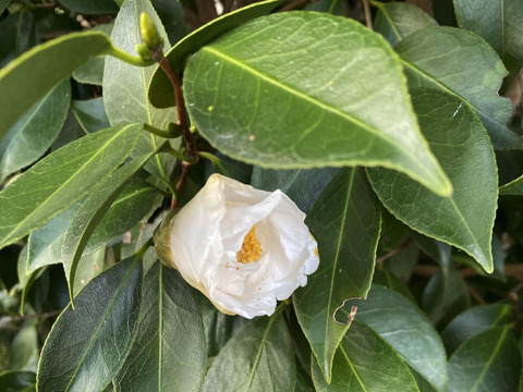 白いツバキ8本、控えめで上品で華麗。できるだけ、開花前の椿を剪定します。