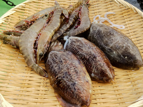 アシアカエビ＆イカ約１㌔