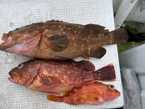 明日朝まで限定！捕れたて！アコウ・カサゴ約3kgオーバー 長崎県対馬市(内臓・鱗処理済)