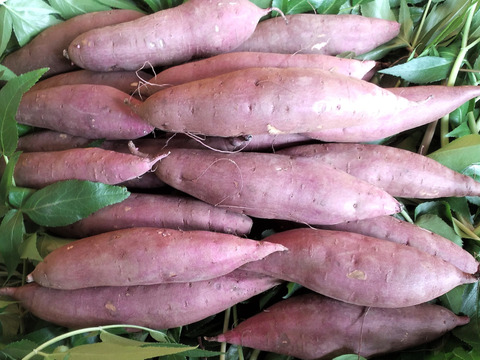 さつまいも（紅はるか）長期間地下室熟成で甘い 大分県産Mサイズ９ｋｇ　焼芋ラテの素オマケ付き