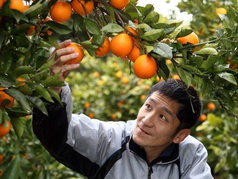【希少！国産ブラッドオレンジ使用】陽だまりファーム　ブラッドオレンジジュース 　ストレート 100% （720ml×1本）