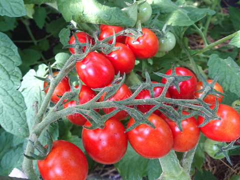 自然栽培の野菜と加工品のセット