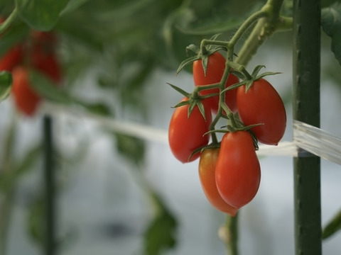 【大満足セット】トマト、ミニトマト、カラフルトマトの詰め合わせ7種の1.5キロ