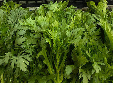 25日発送‼️‼️新鮮お野菜セット‼️どどーんと120サイズでお届け‼️