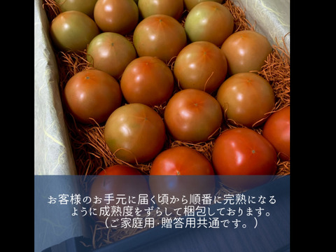 【夏ギフト ９月下旬以降出荷分】今年はトマトを贈りませんか♪　高糖度トマト贈答用　化学肥料・農薬完全不使用