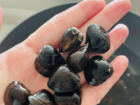 定期便がおとく！十三湖産「大和しじみ」中サイズ2kg