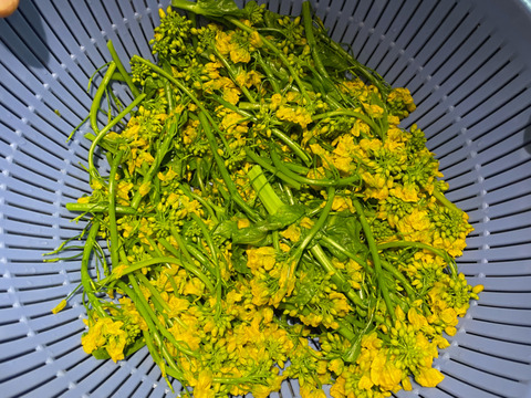 【当日採取でお届け】白菜の花 500g  おひたしにおすすめ♪ えぐみが少なくほのかに甘い 栽培期間中農薬不使用 まもなく終了