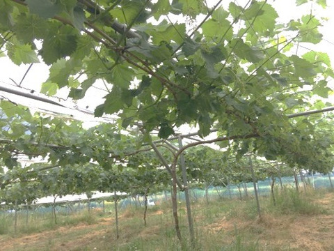 「牧丘天空の丘シャインマスカット」 約1kg(2～3房) 10月15日～発送