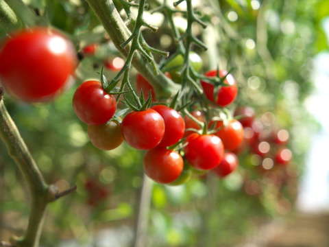 祝☆結婚4周年　10%off 旨味の爆弾！2kg　出汁を与えた超濃厚ミニトマト・あつみちゃんトマト