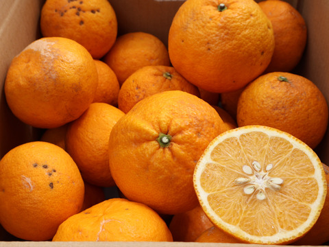 農家直送！甘夏　訳あり5kg  【平武農園】〜蛍飛ぶ町から旬の便り〜　和歌山｜有田｜田口｜ギフト