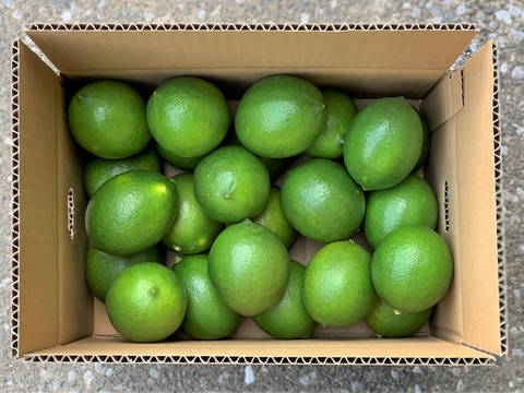 【香り高く酸味まろやか！】国産グリーンマイヤーレモン(3kg）