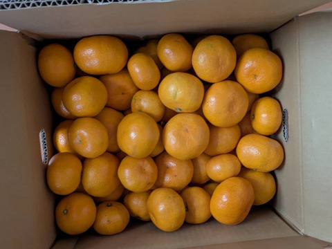 ★濃厚なコクと酸味がおいしい！有田みかん★自家製堆肥栽培★大満足の10kg★和歌山★