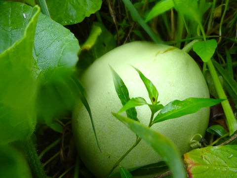 自然栽培の野菜と加工品のセット